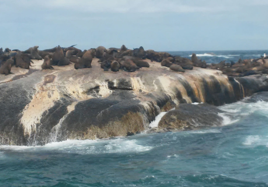 Seals gather on the rocks of Duiker Island in Hout Bay, outside Cape Town.