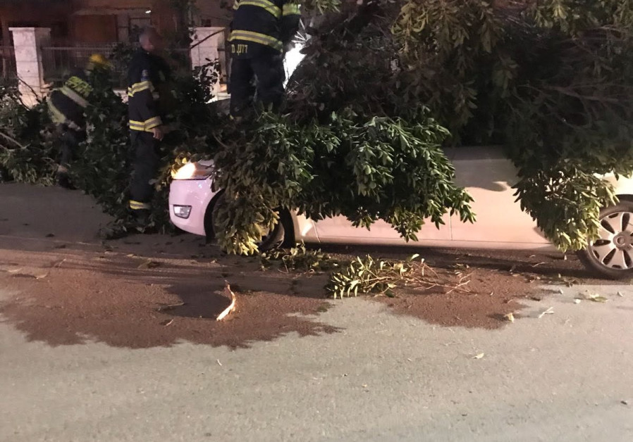 Tree that fell on a car due to the storm in Beit She'an  / POLICE SPOKESPERSON'S UNIT 