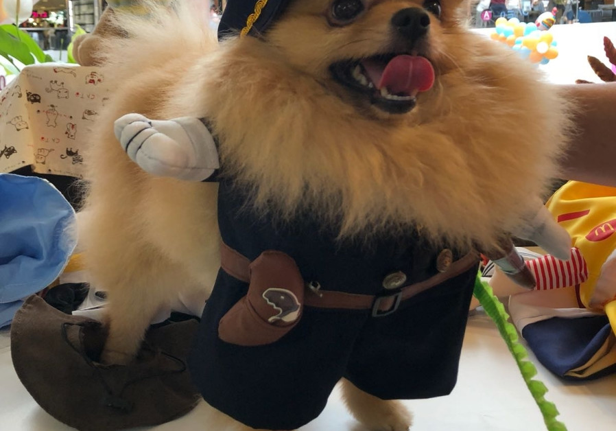 A dog dressed up for Purim, March 2018 (credit: Anna Ahronheim) 