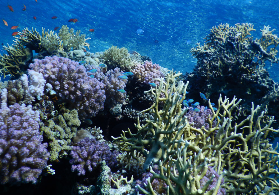 Photo of Red Sea corals (Credit: Prof. Maoz Fine)