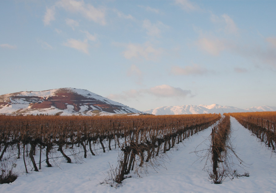 THE SNOW-COVERED El Rom vineyard in the northern Golan Heights. (Credit: Rina Nagila)