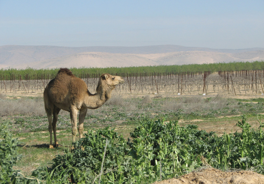 A CAMEL enjoys a salad in the Negev’s Ramat Arad vineyard. (Credit: Carmel Winery)