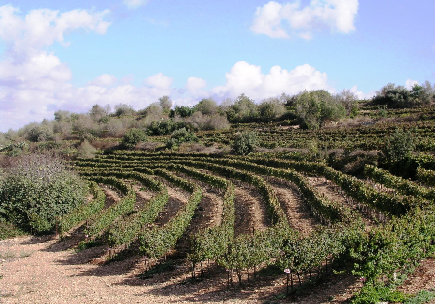 THE CONTOURED Shoresh vineyard of Tzora Winery in the Judean Hills. (Credit: Tzora Vineyards)