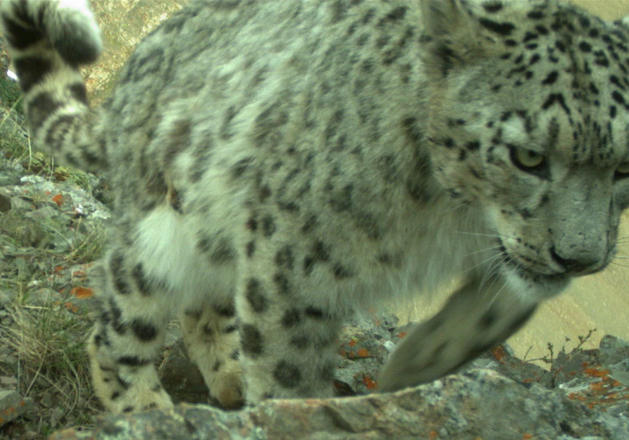 UN launches monitoring effort to preserve snow leopard population. (UNEP)
