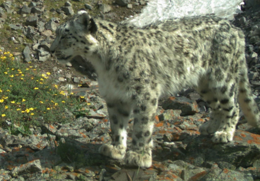 UN launches monitoring effort to preserve snow leopard population. (UNEP)