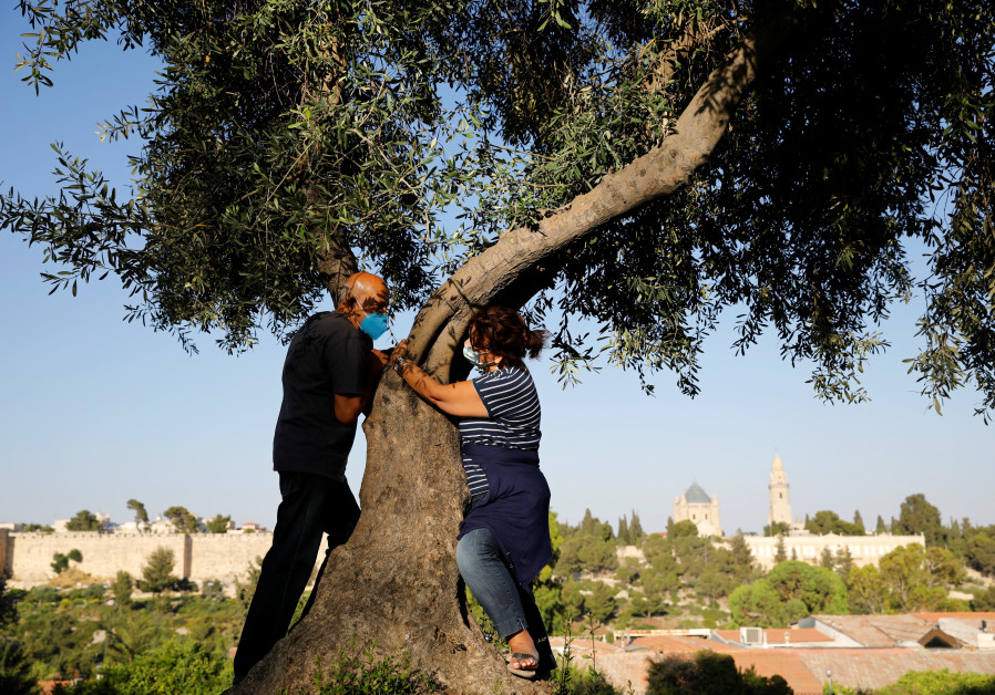 A couple take part in a campaign by Israel's Nature and Parks Authority calling on Israelis to join sightseeing tours and find comfort in tree hugging amid a spike in the coronavirus disease (COVID-19), as part of Jerusalem's Old City walls are seen in the background July 9, 2020. (Reuters/Ronen Zevulun)