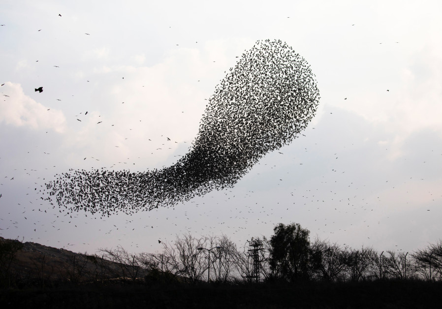 A murmuration of starlings fly above fields near Beersheba. (Amir Cohen/Reuters)