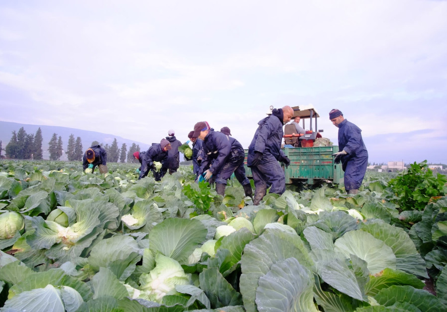Leket Israel pickers rescuing fresh produce  ( Photo Credit : Leket Israel )
