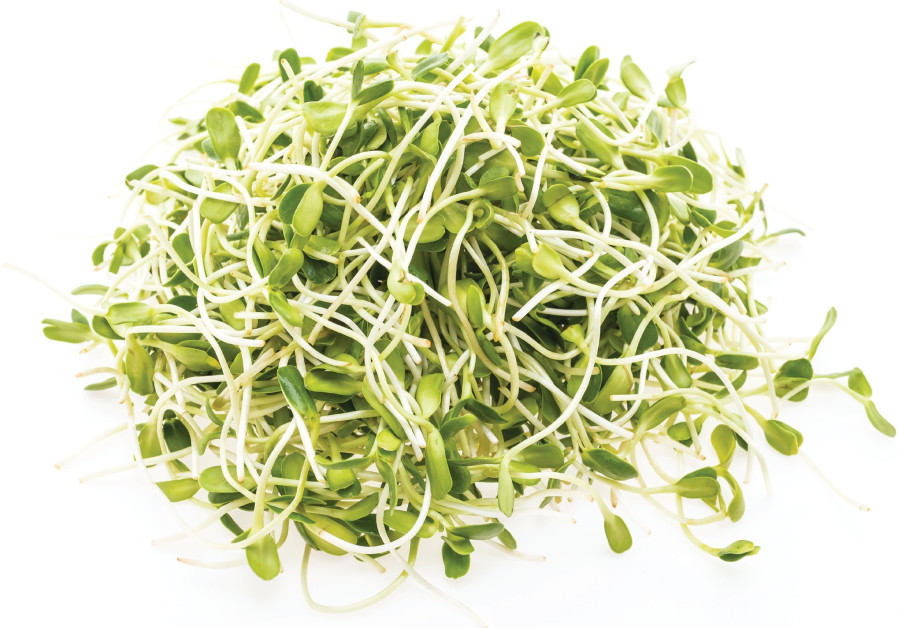 Brussel Sprout - Jade Cross - All Vegetable Seeds 