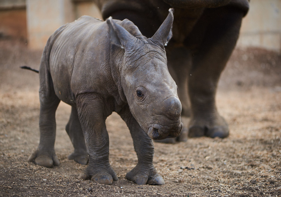 Baby female rhino born in Ramat Gan safari (September 17, 2018).