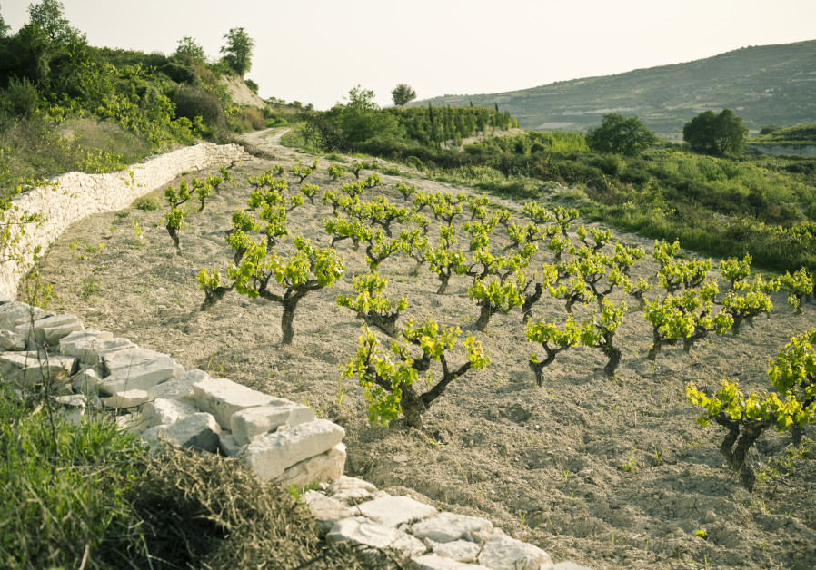 XYNISTERI, THE indigenous grape variety, in the Zambartas Mandria vineyard (Courtesy)