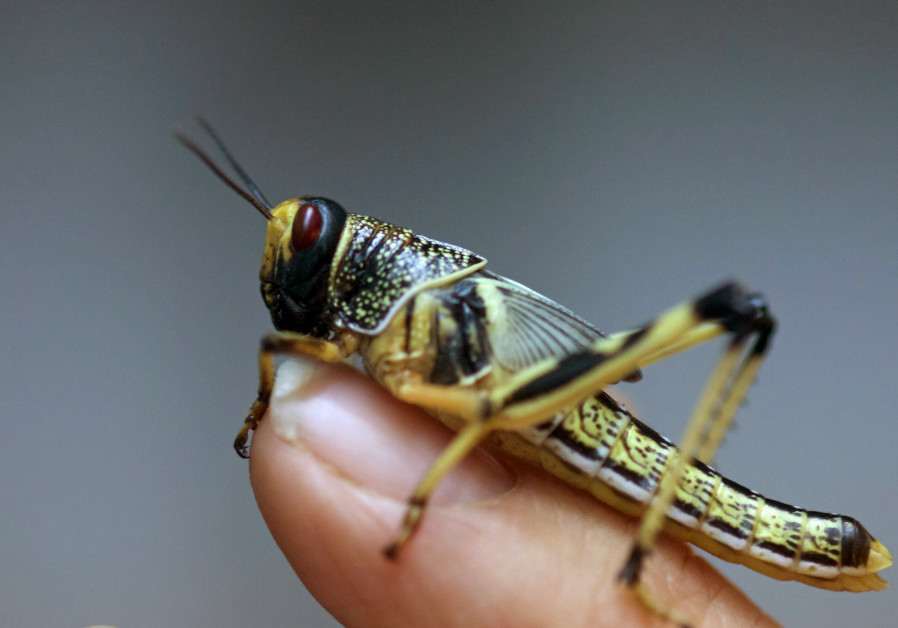 A locust is held by Israeli researcher at the Department of Zoology at Tel Aviv University's Faculty