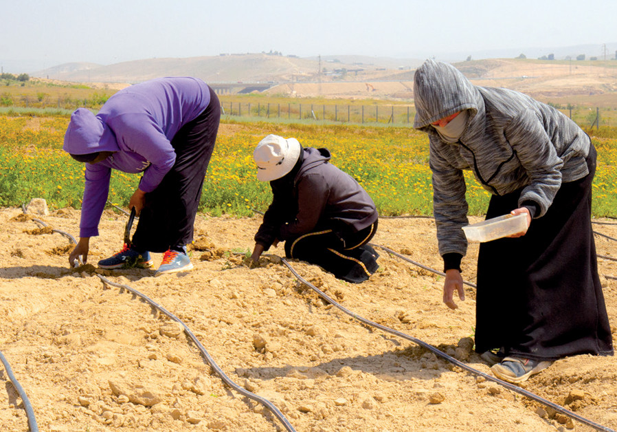 Women work in the organic fields at Wadi Attir (Credit: SHAI ZAUDERER)