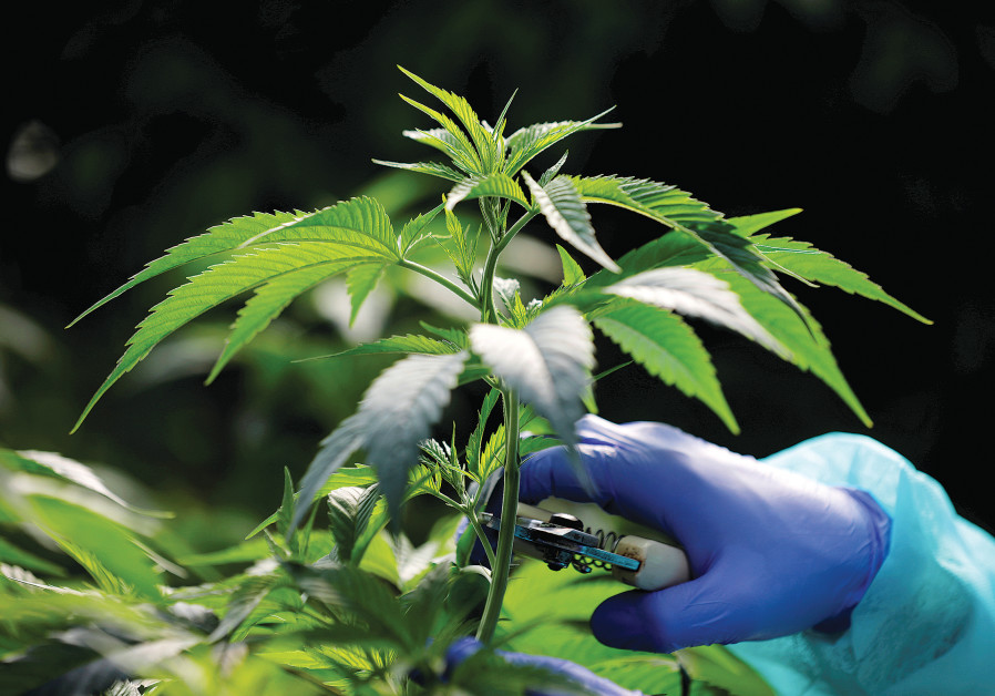 How Israel can become a major player in the EU medical cannabis market