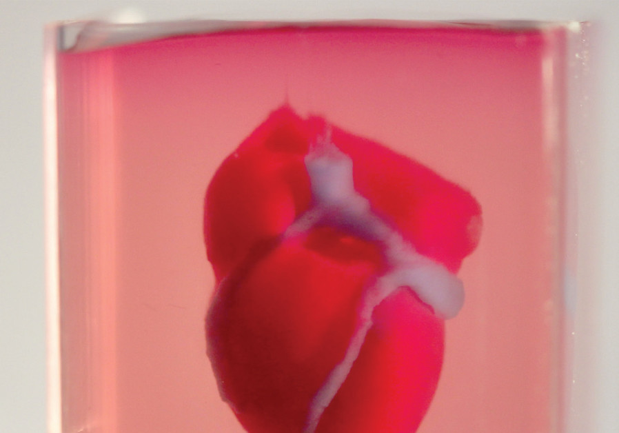 A 3D printed, small-scaled human heart engineered from the patient’s own materials and cells. (Credit: (“3D PRINTING OF PERSONALIZED THICK AND PERFUSABLE CARDIAC PATCHES AND HEARTS”; NOOR ET AL.; ADVANCE)