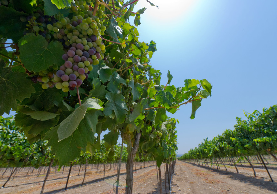 HARCAVI WAS particularly keen to develop vineyards in the Negev. (Nana Winery)