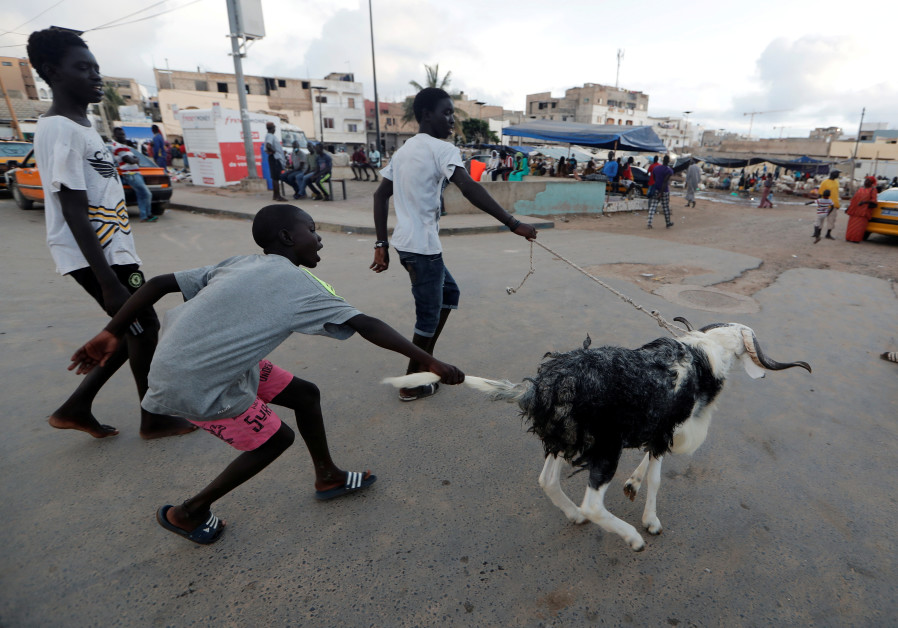 People run as they play with an animal ahead of the Muslim festival of sacrifice Eid al-Adha, amid the coronavirus disease (COVID-19) outbreak, in Dakar, Senegal, July 30,2020. (Credit: REUTERS/Zohra Bensemra)