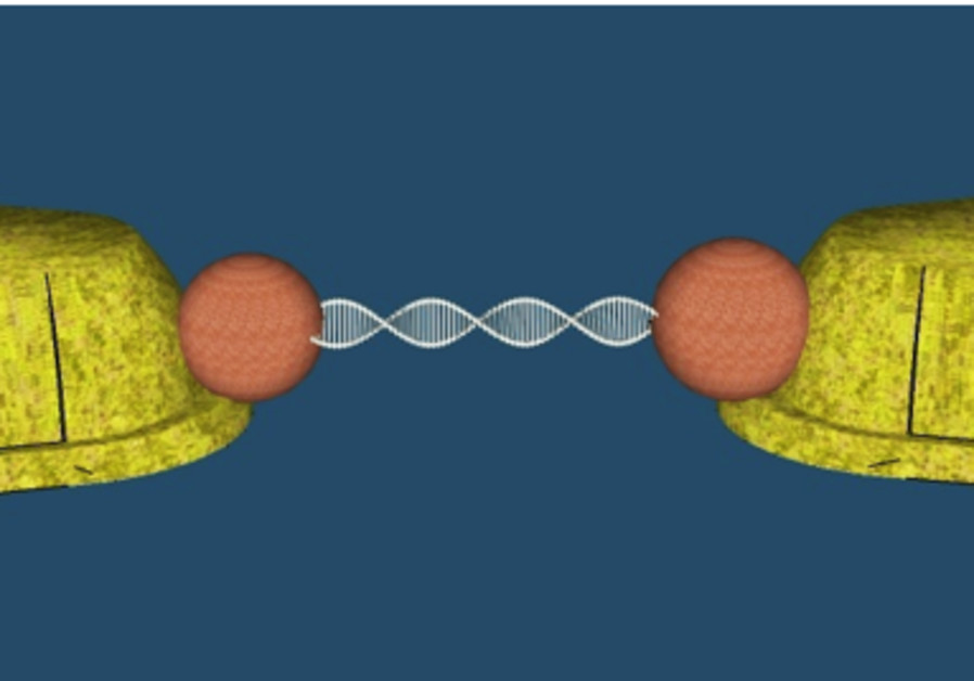 Illustration of Porath’s experiment showing a DNA molecule, through which an electric current is flowing, that is bound by two nanoparticles (orange circles) to the electrodes (yellow).