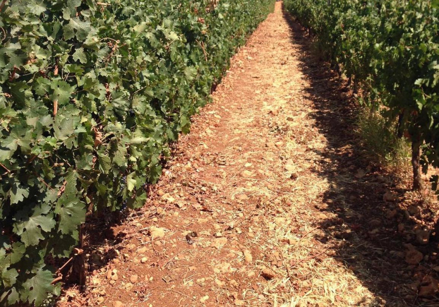 A VINEYARD belonging to Chateau Marsyas, one of Lebanon’s leading small wineries.