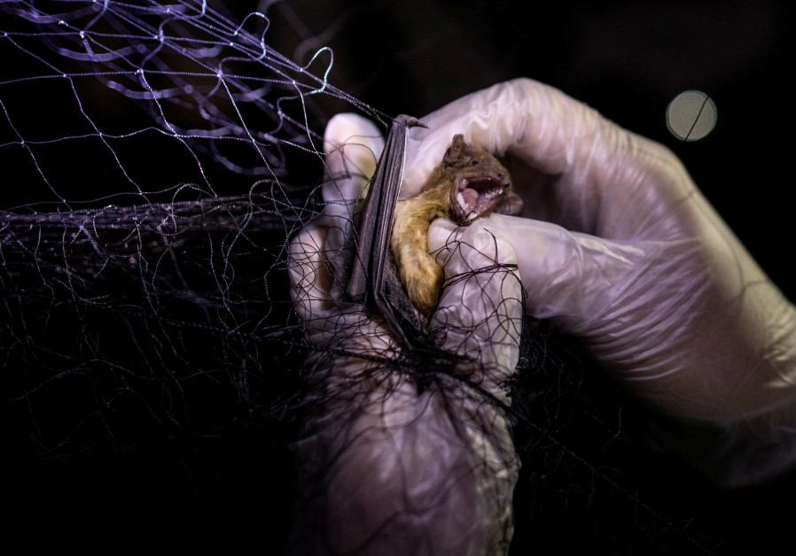 A bat that was caught on a mist net set up by scientists in front of a building with a bat roost, is captured at the University of the Philippines Los Banos (UPLB), in Los Banos, Laguna province, Philippines, February 19, 2021. (REUTERS)