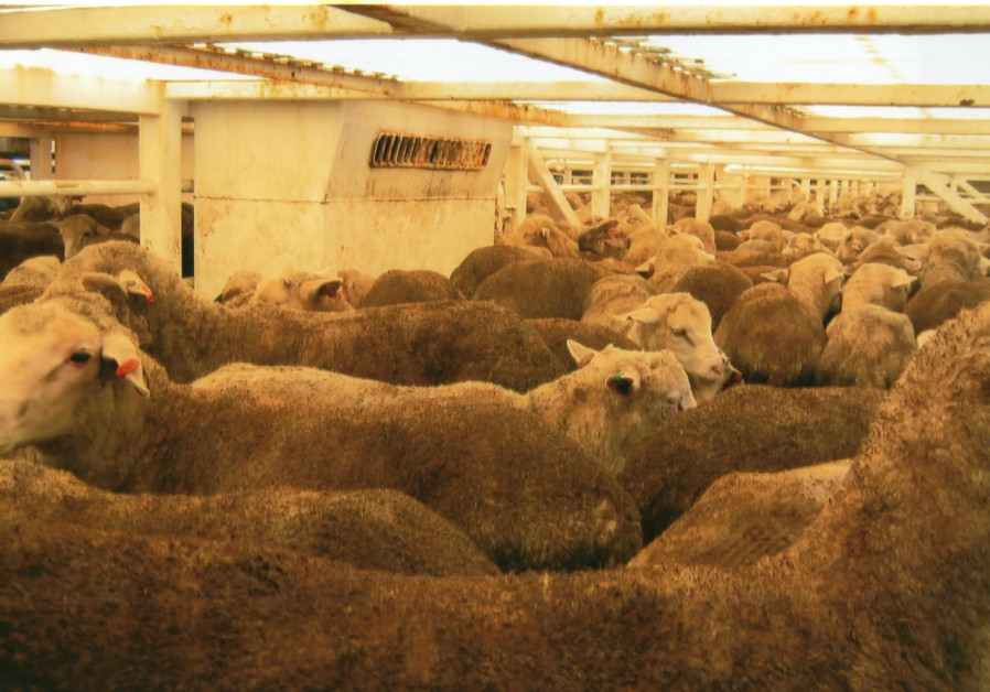 Livestock transported overseas for slaughter. 