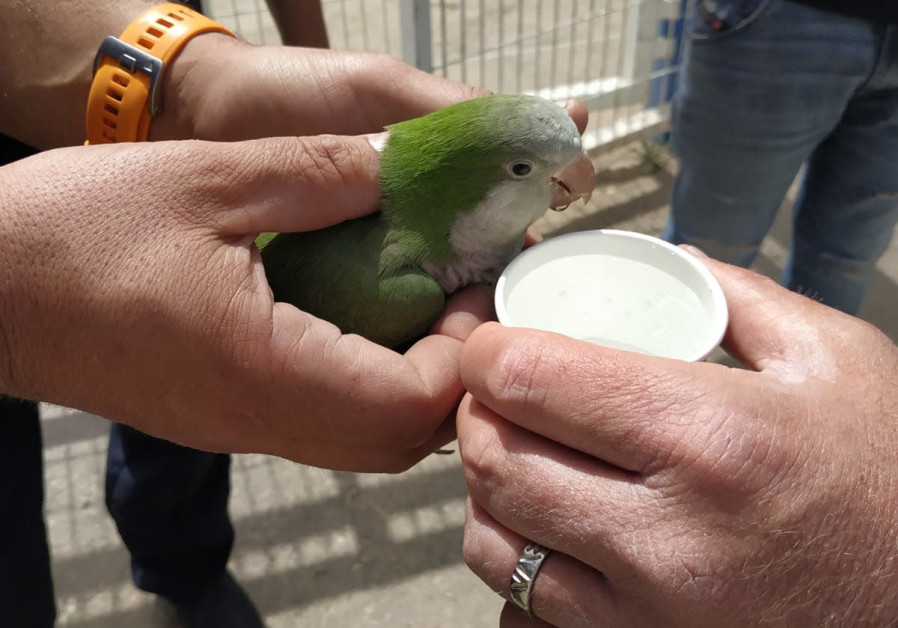 Israel Police watering one of nine parrots found in the backpack of a man who stole a bike, April 18, 2021. (Credit: ISRAEL POLICE)
