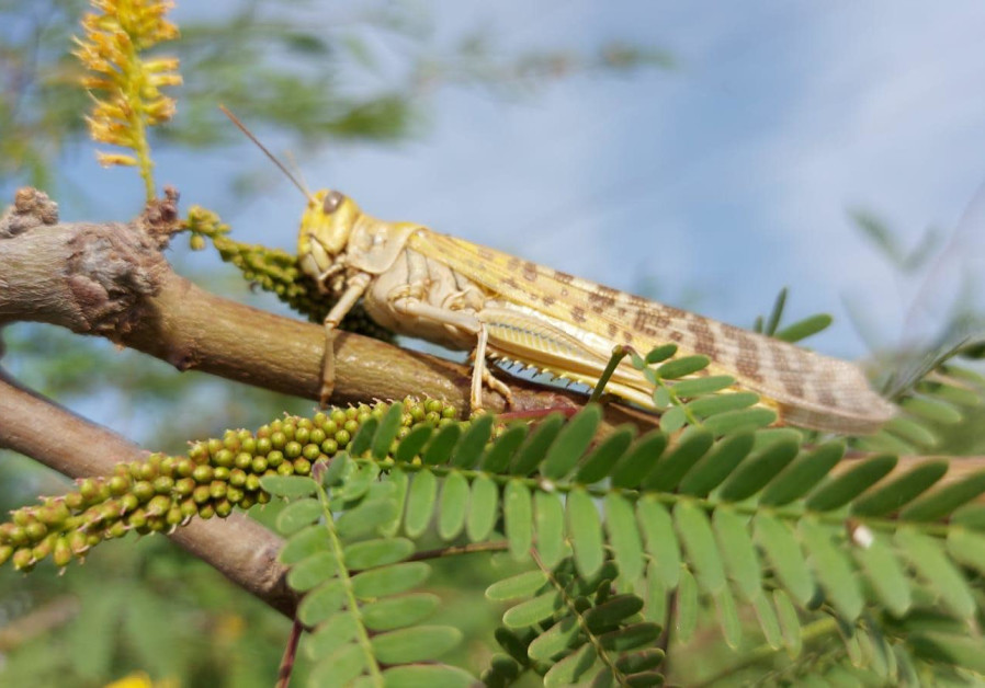  A large yellow locust is seen in Israel's South. (Photo credit: Amir Balaban/Society for the Protection of Nature in Israel)
