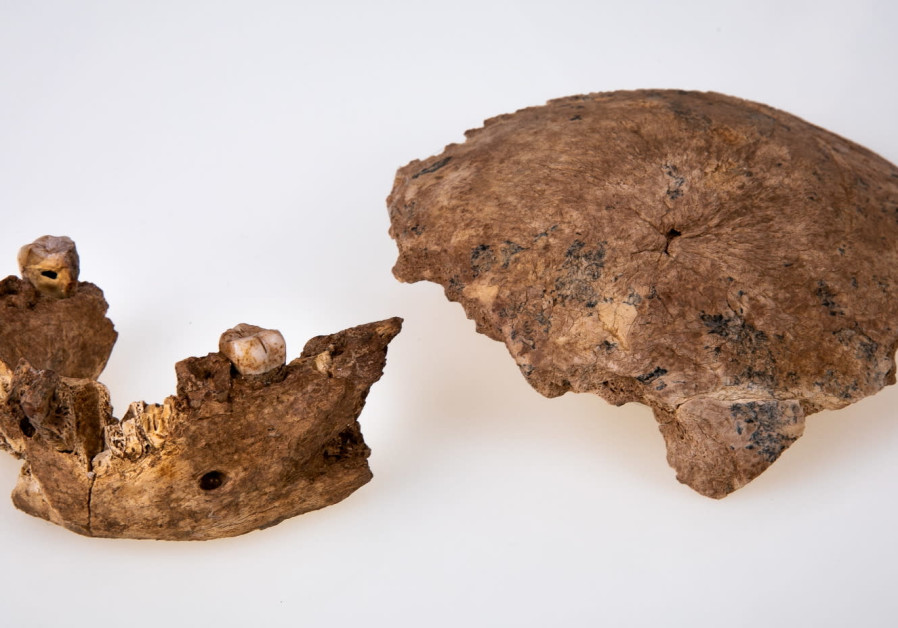 Restos fósiles de cráneo y mandíbula encontrados en Nesher Ramla.  (Crédito de la foto: Universidad de Tel Aviv)