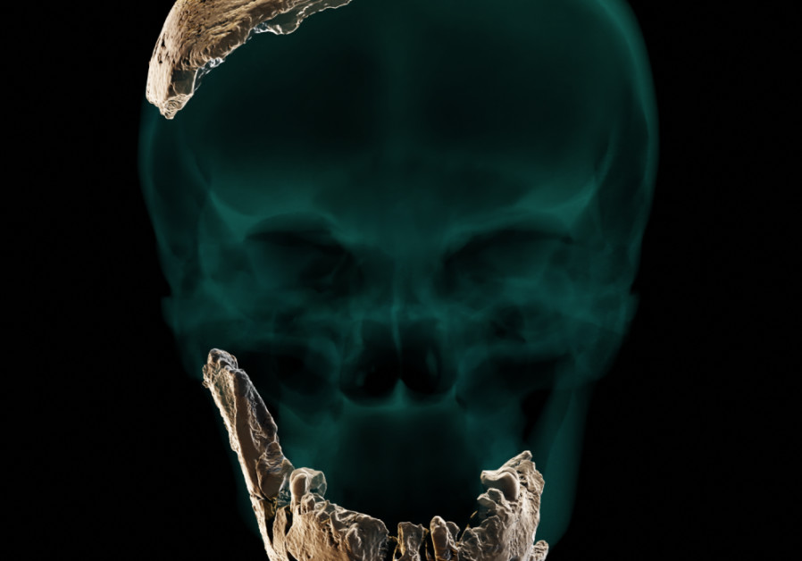 Nesher Ramla Homo, static skull & mandible & parietal orthographic. (Photo credit: Tel Aviv University)