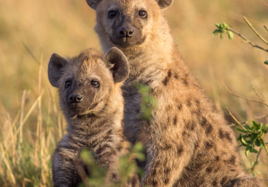 Spotted hyenas studied in Kenya, July 2021. (Credit: LILY JOHNSON-ULRICH)