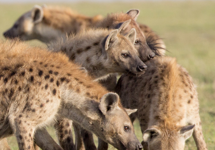 Spotted hyenas studied in Kenya, July 15, 2021. (Credit: LILY JOHNSON-ULRICH)