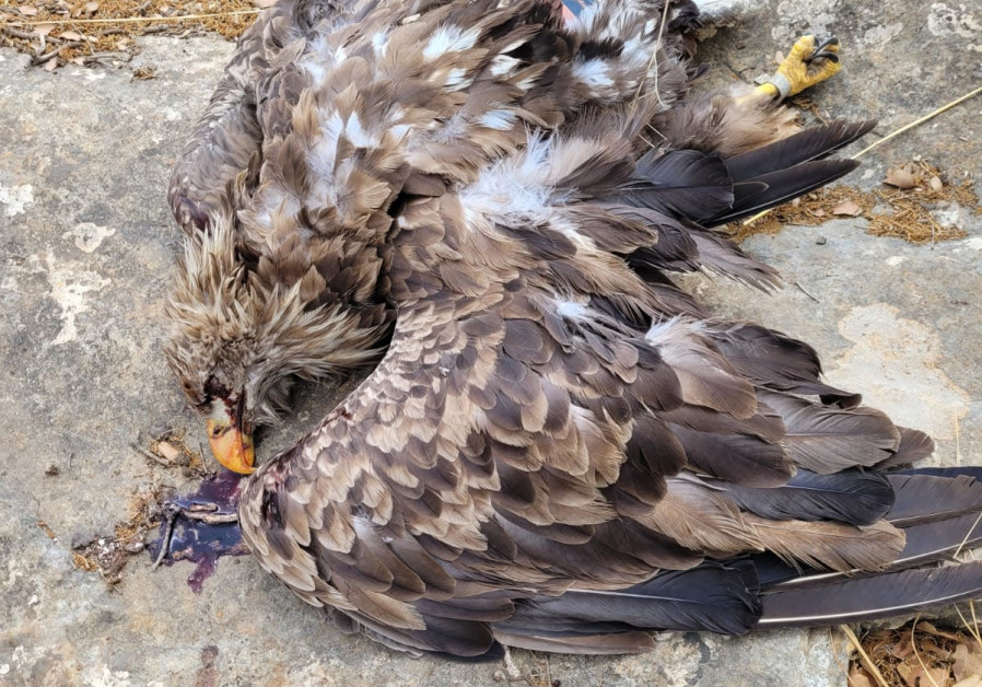 The carcass of a White-Tailed Eagle found in the Upper Galilee. (Credit: GUY ZOHARONI /NATURE AND PARKS AUTHORITY)
