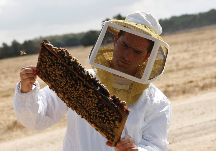 Israeli beekeeper Paz Raziel check a honeycomb in a field near Kibbutz Yad Mordechai (Credit: GIL COHEN MAGEN/REUTERS)