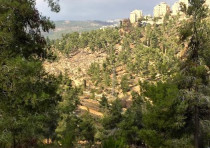View of the Jerusalem forest