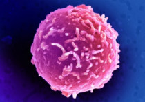 A magnified view of a CD34+ stem cell