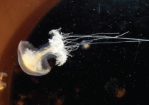 AT LEAST eight types of Jellyfish populate Israeli waters, most of which don’t sting