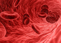 Red blood cells (illustrative)