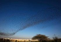 Migrating starlings fly in formation across the sky near the southern Israeli town of Rahat