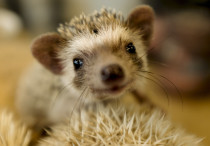 Hedgehog