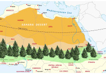 Large-scale, semi-arid forests could cool the planet