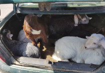 Stolen goats found in trunk in Tamra