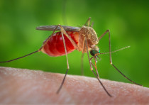 En esta imagen de 2014 del Centro para el Control de Enfermedades se ve un mosquito Culex quinquefasciatus en la piel de un huésped humano.  C. quinquefasciatus es conocido como uno de los muchos vectores artrópodos responsables de propagar la encefalitis arboviral, el virus del Nilo Occidental (WNV) a los seres humanos a través de su