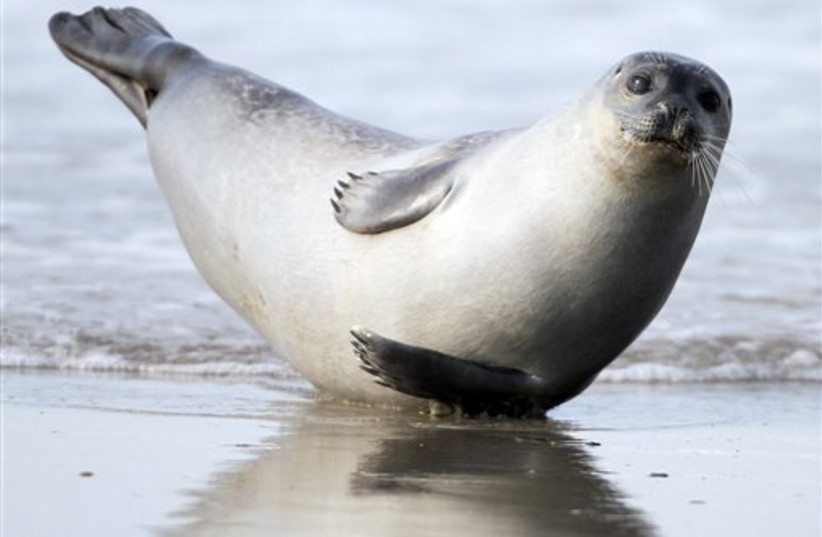 A seal pup (photo credit: AP)