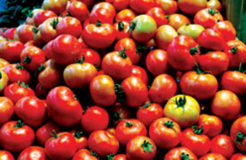 tomatoes (photo credit: Ariel Jerozolimski)