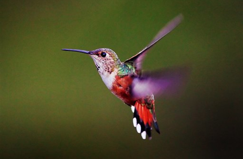 Hummingbird (photo credit: AP)
