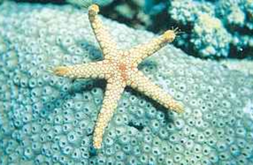 A sea star on coral 311 (photo credit: Prof. Zvy Dubinsky)