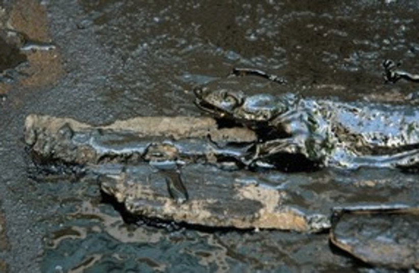 Oil Spill Lizard311 (photo credit: Heidi Hatre)