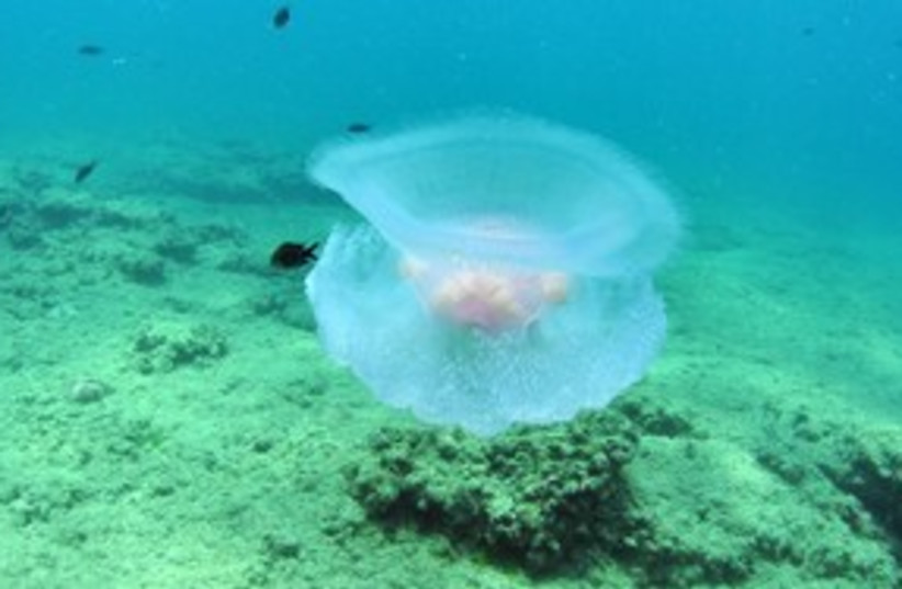 Jellyfish 311 (photo credit: Media Line)