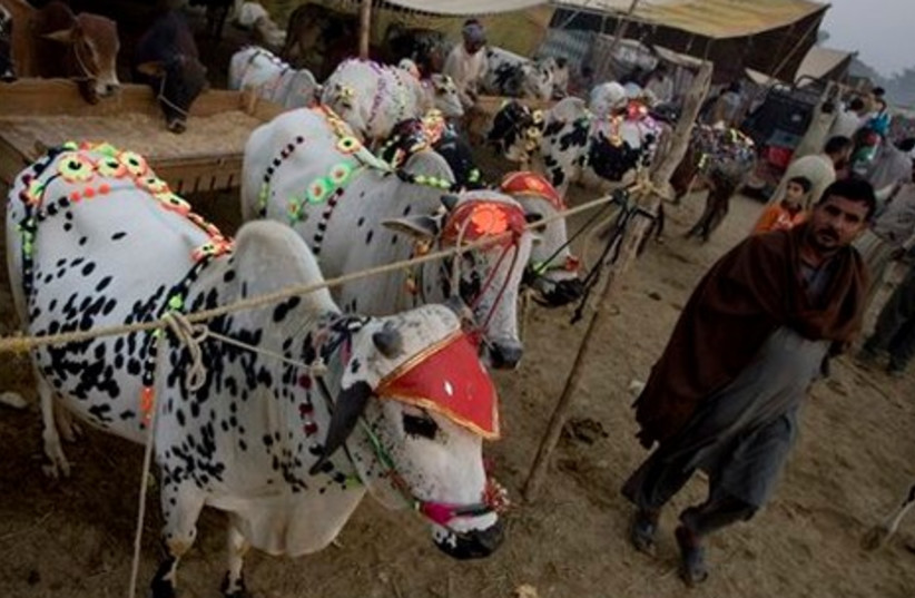 galler_ eid al adha pakistan cow (photo credit: Associated Press)
