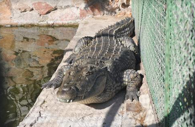 Crocodile at home in Eilat 521 (photo credit: Uriel Messa)